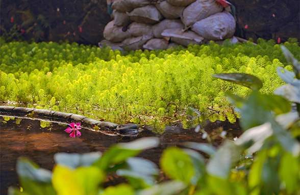 佛山亚艺湖：“一针一线”绣出的城市精品